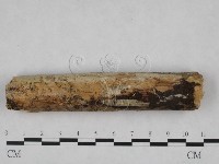 絲皮菌屬藏品圖，第1張