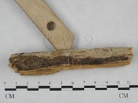 絲皮菌屬藏品圖，第3張