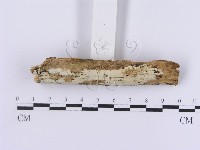 登錄號:F0014742藏品圖，第3張