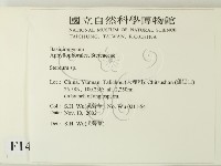 韌革菌屬藏品圖，第2張