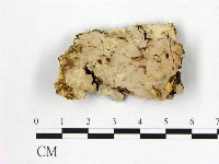 顯絲菌屬藏品圖，第1張