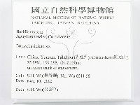 串擔革菌屬藏品圖，第2張