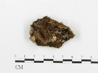 串擔革菌屬藏品圖，第3張