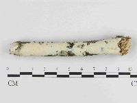 絲皮菌屬藏品圖，第1張