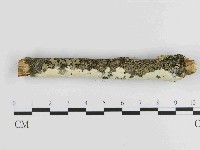絲皮菌屬藏品圖，第3張