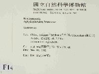 韌革菌屬藏品圖，第2張