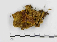 纖孔菌屬藏品圖，第1張