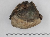 登錄號:F0014759藏品圖，第1張