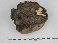 登錄號:F0014759藏品圖，第3張