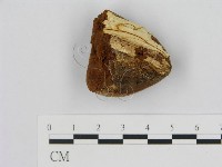 登錄號:F0014761藏品圖，第3張