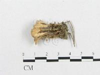 登錄號:F0014762藏品圖，第3張