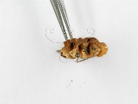 登錄號:F0014762藏品圖，第4張