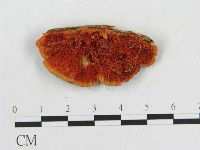 血紅密孔菌藏品圖，第1張