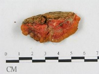血紅密孔菌藏品圖，第3張