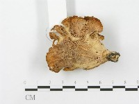 登錄號:F0014764藏品圖，第3張