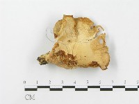 登錄號:F0014764藏品圖，第4張