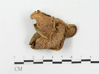 登錄號:F0014765藏品圖，第3張