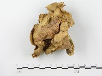 登錄號:F0014766藏品圖，第1張