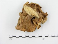 登錄號:F0014766藏品圖，第3張