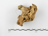 登錄號:F0014766藏品圖，第4張