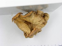 登錄號:F0014766藏品圖，第5張