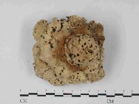 栓菌屬藏品圖，第3張