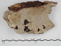 登錄號:F0014768藏品圖，第4張