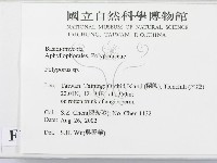 多孔菌屬藏品圖，第2張