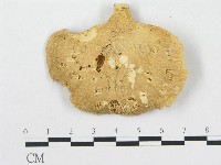 多孔菌屬藏品圖，第1張