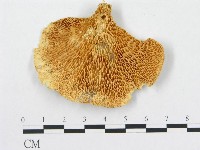 多孔菌屬藏品圖，第3張