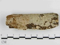 刺皮菌屬藏品圖，第1張