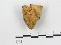 硬孔菌屬藏品圖，第1張