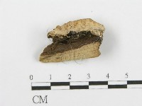 登錄號:F0014779藏品圖，第4張