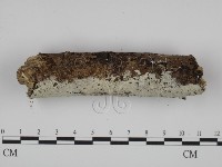 粗糙孢菌屬藏品圖，第3張