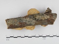 登錄號:F0014784藏品圖，第3張