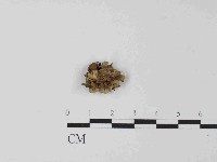 革菌屬藏品圖，第1張