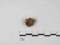 革菌屬藏品圖，第3張