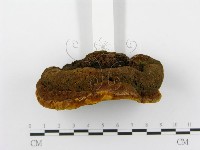 登錄號:F0014787藏品圖，第4張