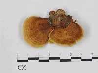 小孔菌屬藏品圖，第1張