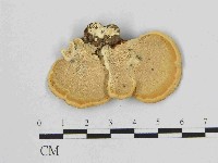 小孔菌屬藏品圖，第3張