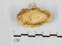 黄柄小孔菌藏品圖，第1張