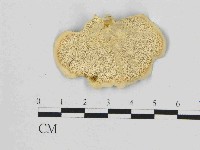 黄柄小孔菌藏品圖，第3張