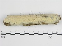 樹狀皮革菌屬藏品圖，第1張