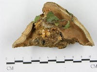 登錄號:F0014799藏品圖，第1張