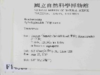 栓菌屬藏品圖，第2張