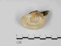 栓菌屬藏品圖，第3張