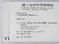 栓菌屬藏品圖，第2張