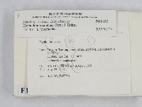 冇骨消絲齒菌藏品圖，第2張