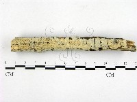 顯絲菌屬藏品圖，第1張