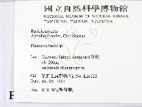 顯絲菌屬藏品圖，第2張